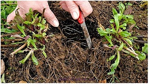 Подготовка Астр к посадке: 